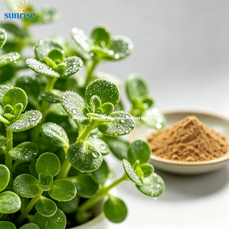 natural-bacopa-monnieri-brahmi-plant-source